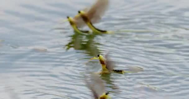 Filmación Mariposas Cola Larga Superficie Del Río Tisza Serbia — Vídeo de stock