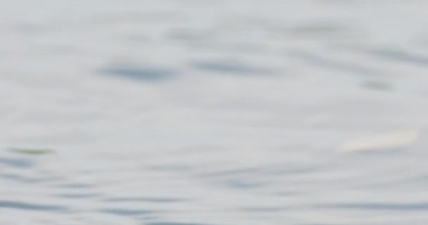 ロングテールのマクロの映像は 川の表面を飛んでいる — ストック動画