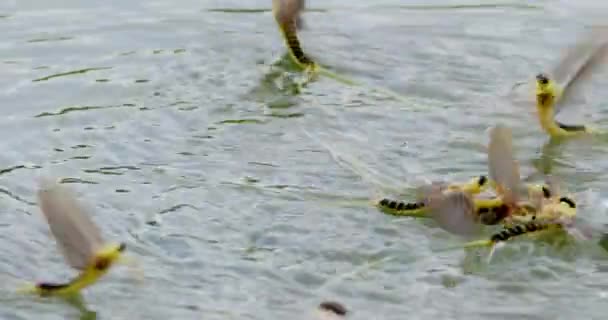 ロングテールのメイホーのグループは 川で互いに交尾しようとしています — ストック動画