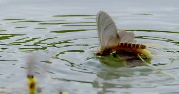 长尾蜻蜓交配的特写镜头 — 图库视频影像
