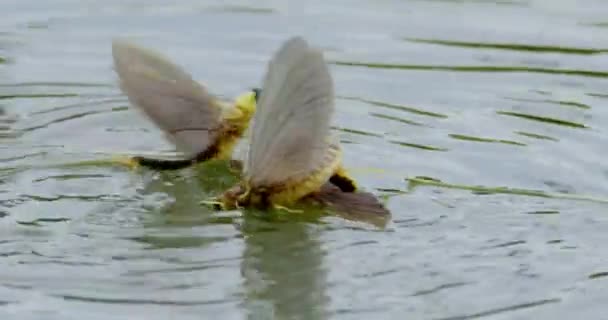 拍下了长尾蜻蜓试图交配的镜头 — 图库视频影像