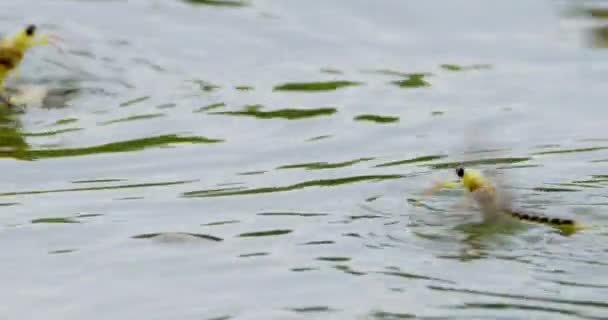 水面に浮かぶティサ メイフライのクローズアップビデオ — ストック動画