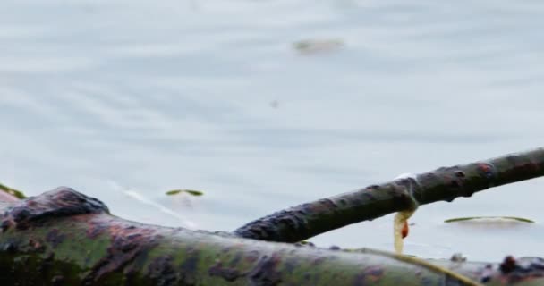 セルビアのチッツァ川の表面に木の枝の上を飛ぶ長尾のメイフライ — ストック動画