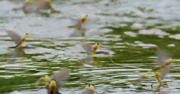Nahaufnahme Von Eintagsfliegen Mit Langem Schwanz Während Der Paarungszeit — Stockvideo