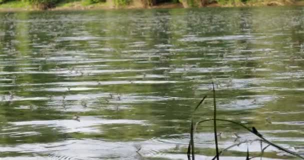 Årlig Parning Svärm Långstjärtade Dagsländor Floden Tisza Serbien — Stockvideo