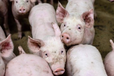 Çiftlikteki bir grup domuz