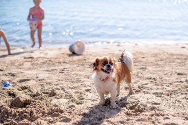 Kumsalda duran küçük şirin Pekin köpeği.