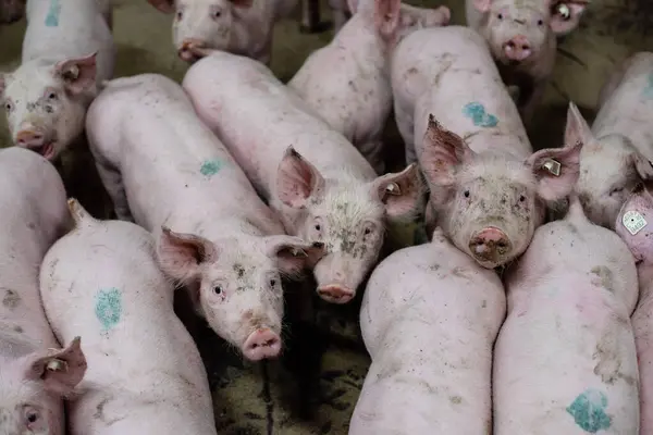 Çiftlikteki bir grup domuz