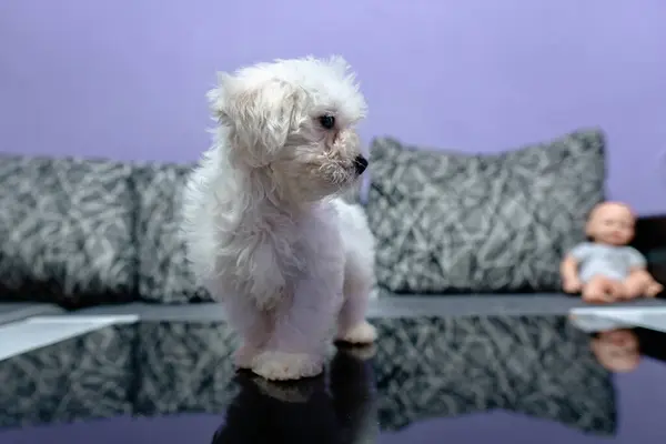 Cute little maltese bichon puppy standing on a glass table