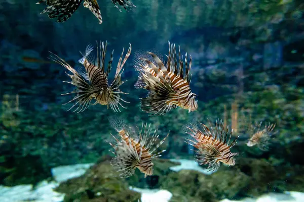 Bir grup aslan balığı yüzüyor.