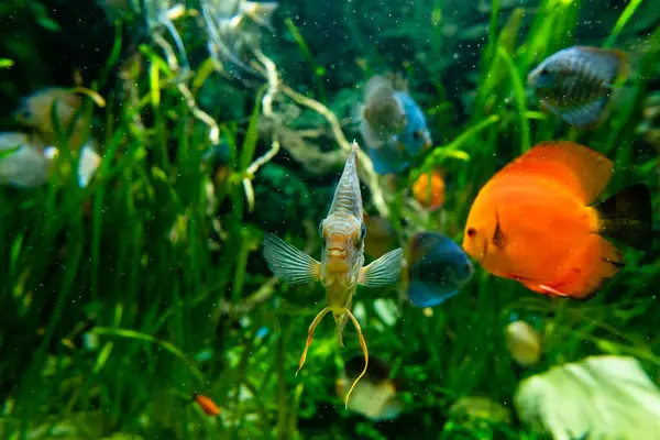Balıklı tatlı su akvaryumu