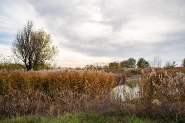 Bir nehrin manzara fotoğrafı, doğada güzel, huzurlu bir yer.