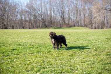 Çimlerin üzerinde duran sevimli siyah köpek.