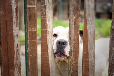 Beyaz köpek tahta çitin arkasında.