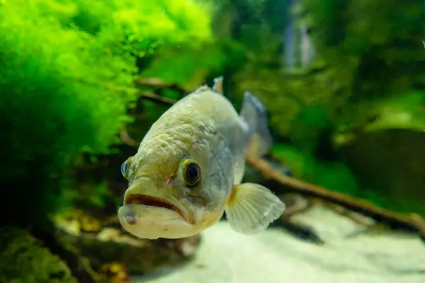 Balıklı tatlı su akvaryumu