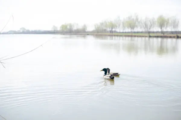 Ördekler gölde vahşi hayatın tadını çıkarıyorlar.