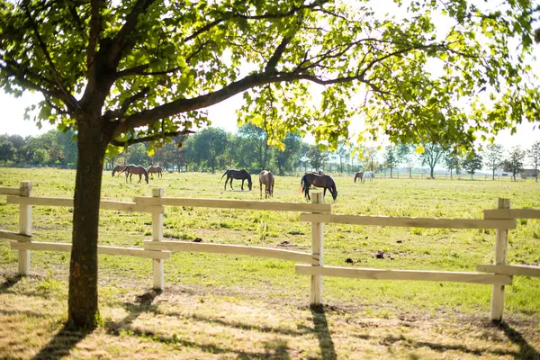 Horses in countryside, peaceful scene