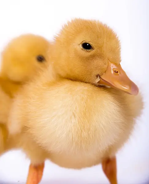 Beyaz arka planda ördek yavrusu