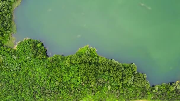 Πράσινα Καταπράσινα Δέντρα Φυτρώνουν Μια Ακτή Μιας Ειρηνικής Λίμνης Στην — Αρχείο Βίντεο