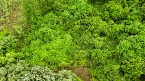 Drónfelvételek Gyönyörű Zöld Fákról Fűről Melyek Partján Nőnek — Stock videók