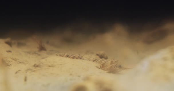Incroyable Vidéo Sous Marine Nymphe Éphémère Longue Queue Dans Rivière — Video