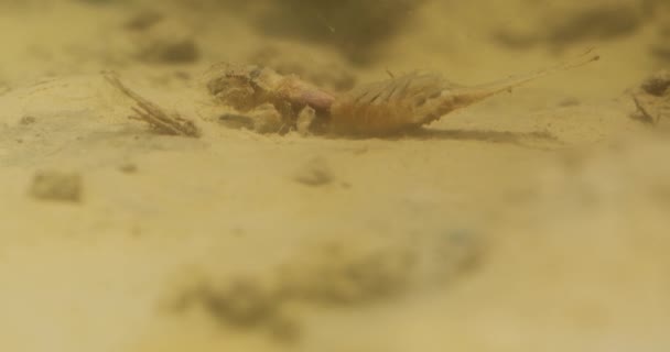 河底长尾果蝇若虫的水下宏观画面 — 图库视频影像