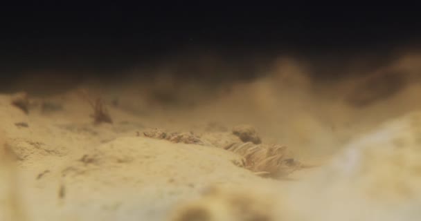 水下录像显示了蒂萨河中长尾果蝇的动态若隐若现 — 图库视频影像