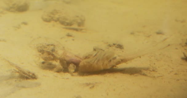 Tisza沙质河床长尾果蝇若虫的特写镜头 — 图库视频影像