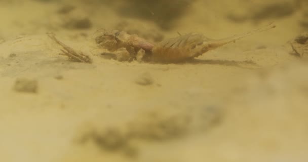 Larvas Mosca Índia Cauda Longa Alimentadas Fundo Rio Tisza Sérvia — Vídeo de Stock