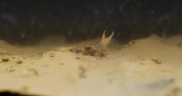 Vídeo Oscuro Bajo Agua Mostrando Ninfa Cola Larga Mayfly Desde — Vídeo de stock
