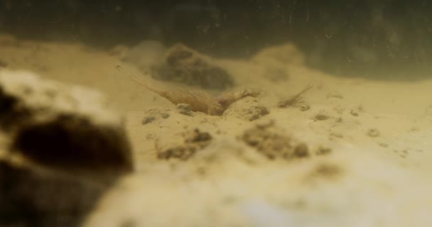 Incrível Vídeo Subaquático Ninfa Mayfly Cauda Longa Rio Tisza Sérvia — Vídeo de Stock