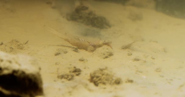 川の砂の底に長尾のメイフライナイフの水中映像 — ストック動画