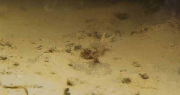 蒂萨河底部的水下录像显示长尾果蝇的若虫 — 图库视频影像