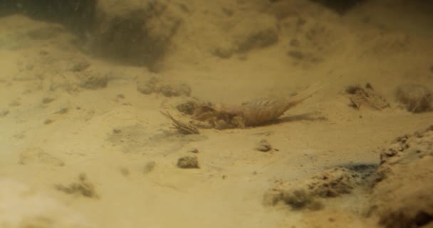 塞尔维亚蒂萨河长尾果蝇的水下镜头特写 — 图库视频影像