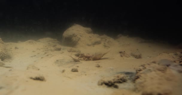 黑暗的水下录像显示长尾蝶的若隐若现 — 图库视频影像