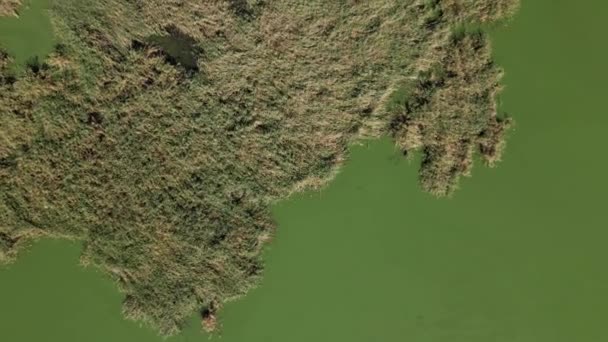 Drone Captura Cañaverales Que Crecen Una Superficie Lago Krvavo Jezero — Vídeos de Stock