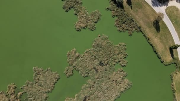 在Krvavo Jezero湖面生长的芦苇床周围盘旋的无人机 — 图库视频影像