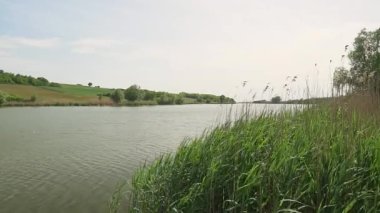 Sırbistan 'daki Moharac gölünün kıyısında rüzgarda çırpınan otlar ve sazlıklar