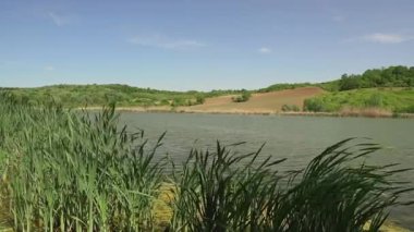 Sırbistan 'daki Moharac gölünün kıyısında rüzgarda savrulan çimen yaprakları