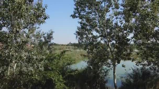 Drohne Steigt Vom Ufer Auf Und Fängt Schilf See Krvavo — Stockvideo