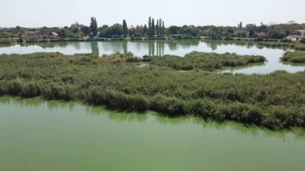 Krvavo Jezero Palic Subotica Servië Bedekt Met Riet Drone Video — Stockvideo