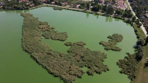 Drone Asciende Captura Cañaverales Que Crecen Una Superficie Lago Krvavo — Vídeos de Stock