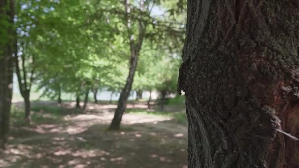 Stromy Parku Jezera Moharac Srbsku — Stock video