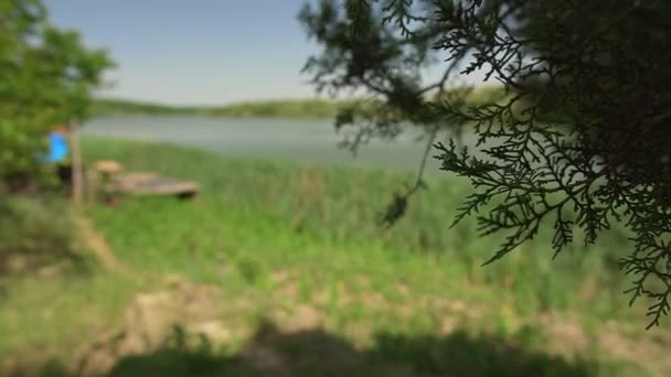 Cambio Enfoque Árbol Siempreverde Hierba Verde Una Orilla Lago Moharac — Vídeos de Stock