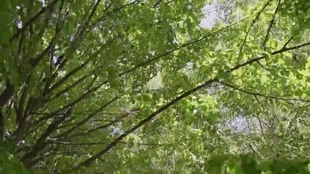 Ağaçların Yeşil Yaprakları Mavi Gökyüzüne Karşı Güneşli Bir Bahar Gününde — Stok video