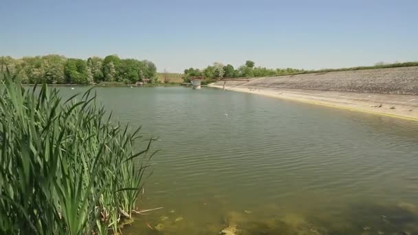 Grama Verde Alta Crescendo Lago Moharac Sérvia Dia Ensolarado Primavera — Vídeo de Stock