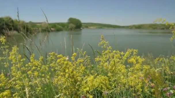 Žluté Květy Rostou Břehu Jezera Moharac Dvě Labutě Plavou — Stock video