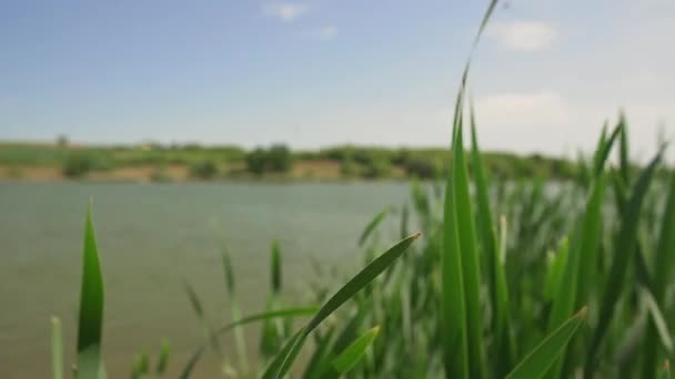 Close Video Fluttering Green Grass Shore Lake Moharac Serbia — Stock Video