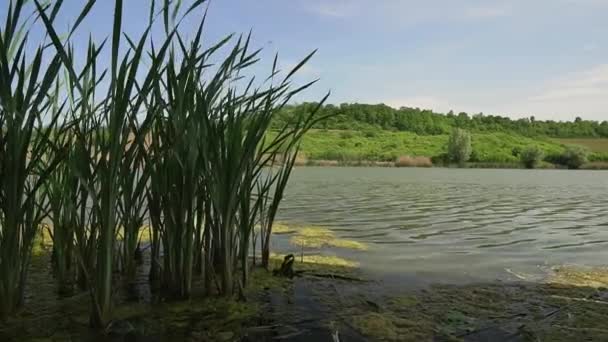 Lopatky Trávy Třepetající Větru Břehu Jezera Moharac Srbsku — Stock video