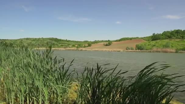 Lâminas Grama Balançando Vento Uma Costa Lago Moharac Sérvia — Vídeo de Stock